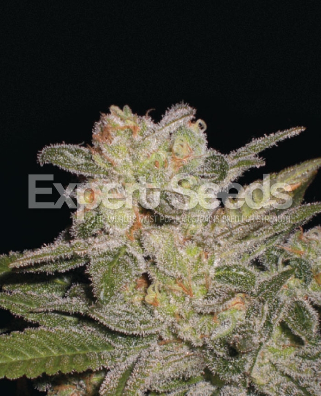 10 UND FEM - NORTHERN LIGHTS AUTO * EXPERT SEEDS 10 UND FEMINIZADAS