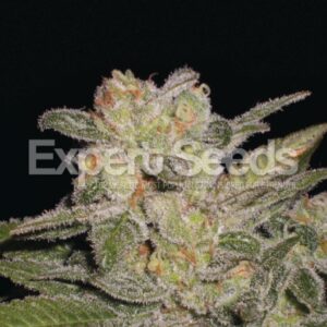 15 UND FEM - NORTHERN LIGHTS AUTO * EXPERT SEEDS 15 UND FEMINIZADAS