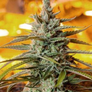 5 UND FEM - NORTHERN LIGHT (AUTOFLORECIENTE) * THE BULLDOG SEEDS 5 UND FEM