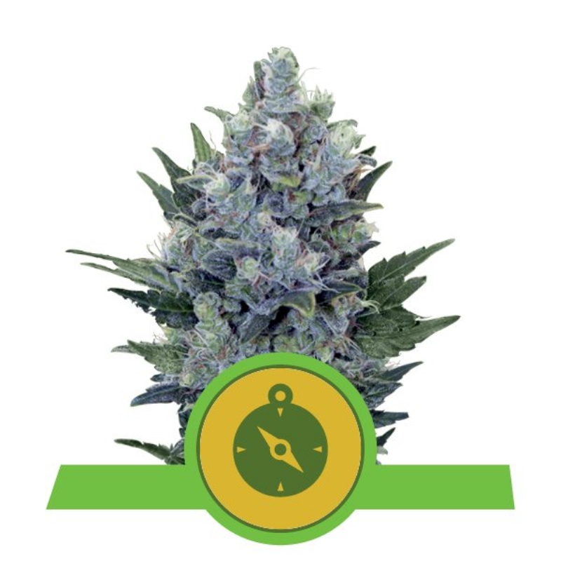 5 UND FEM - NORTHERN LIGHT AUTOMATIC * ROYAL QUEEN 5 UND FEMINIZADAS