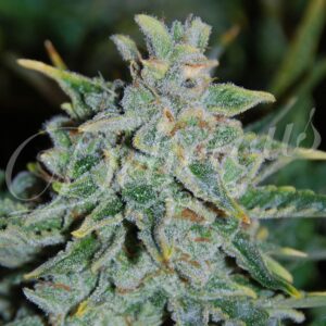 1 UND FEM - NORTHERN LIGHT BLUE AUTO (AUTOMATIC LINE) * DELICIOUS 1 UND FEMINIZADA