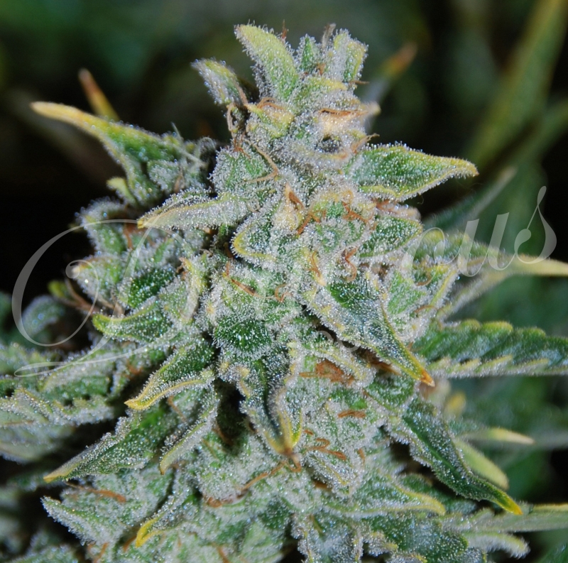 3 UND FEM - NORTHERN LIGHT BLUE AUTO (AUTOMATIC LINE) * DELICIOUS 3 UND FEMINIZADAS