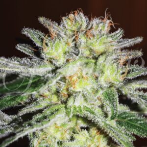 5 UND FEM - NORTHERN LIGHT BLUE (INDICA LINE) * DELICIOUS 5 UND FEMINIZADAS