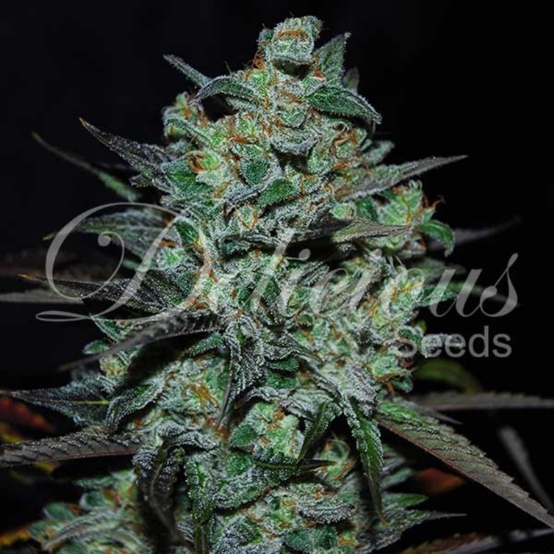 1 UND FEM - NORTHERN LIGHT BLUE THC-FREE * DELICIOUS 1 UND FEMINIZADA