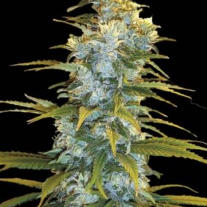 100 UND FEM - NORTHERN LIGHT * BULK SEED 100 UND FEM
