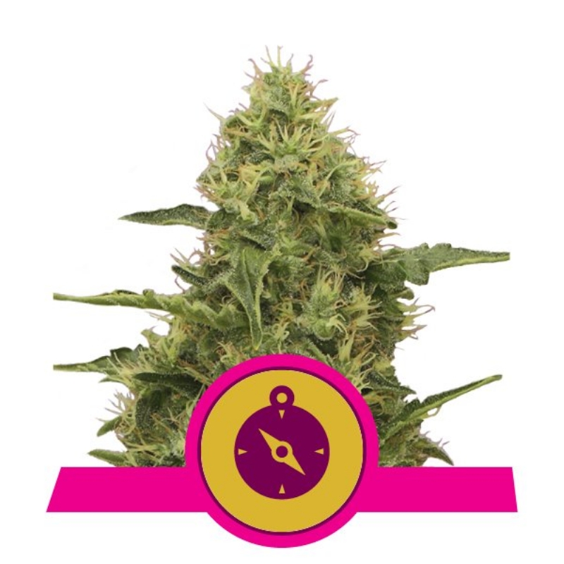 5 UND FEM - NORTHERN LIGHT  * ROYAL QUEEN 5 UND FEMINIZADAS