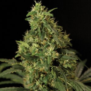 5 UND FEM - NORTHERN LIGHT * THE BULLDOG SEEDS 5 UND FEM