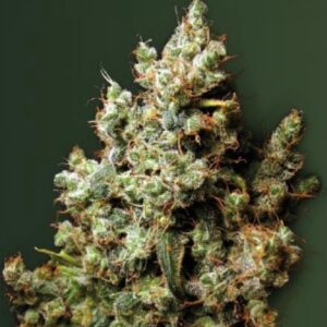 10 UND FEM - NORTHERN LIGHT * VICTORY SEEDS FEMINIZADA 10 UND