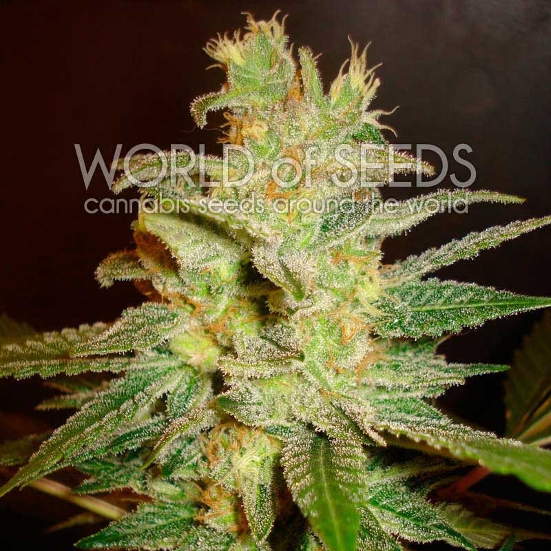 3 UND FEM - NORTHERN LIGHT X BIG BUD (MEDICAL C) * WORLD OF SEEDS 3 UND FEMINIZADAS