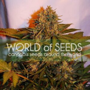 7 UND FEM - NORTHERN LIGHT X BIG BUD  RYDER  (AUTOFLOWERING C.) * WORLD OF SEEDS 7 UND FEMINIZADAS