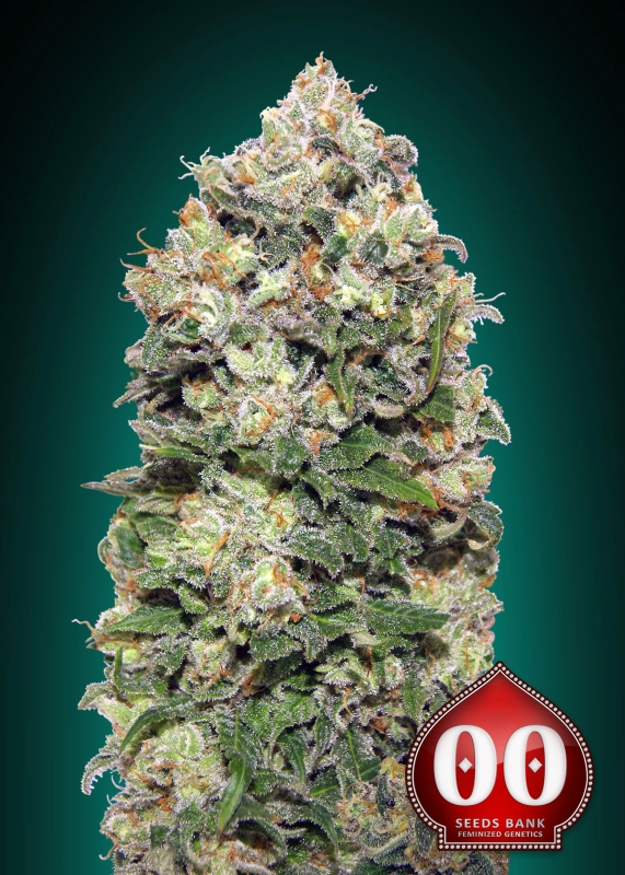 3 UND FEM -  NORTHERN LIGHTS * 00SEEDS 3 UND FEMINIZADAS