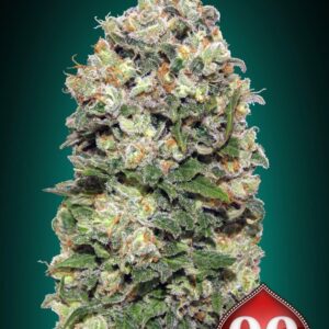 25 UND FEM - NORTHERN LIGHTS * 00SEEDS 25 UND FEMINIZADAS