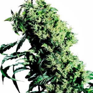 5 UND FEM - NORTHERN LIGHTS #5 X HAZE ﾮ * SENSI SEEDS 5 UND FEMINIZADAS