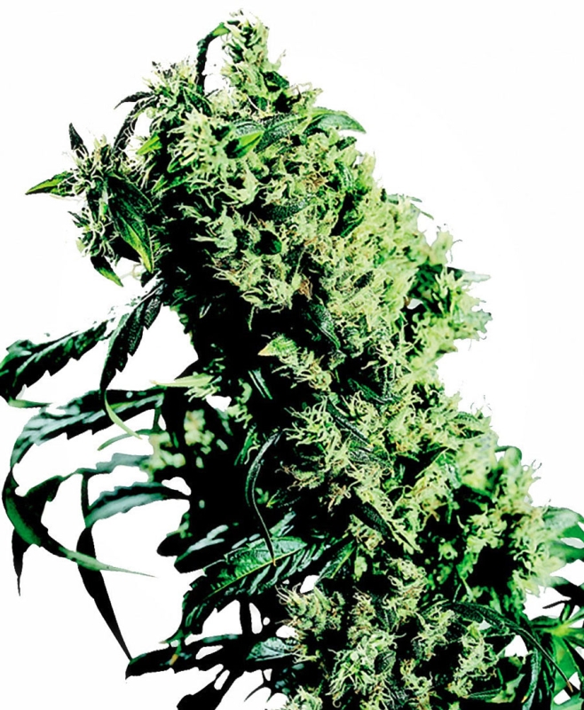 5 UND FEM - NORTHERN LIGHTS #5 X HAZE ﾮ * SENSI SEEDS 5 UND FEMINIZADAS