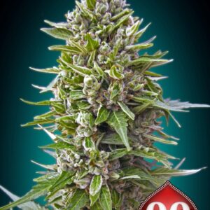 5 UND FEM - AUTO NORTHERN LIGHTS * 00SEEDS 5 UND FEMINIZADAS