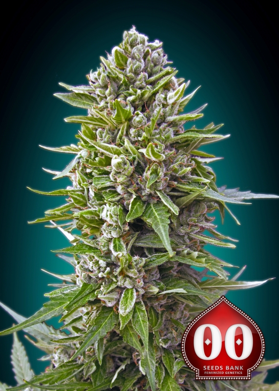 25 UND FEM - AUTO NORTHERN LIGHTS * 00SEEDS 25 UND FEMINIZADAS