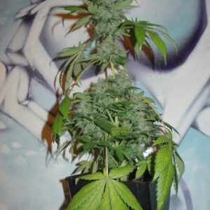 3 UND FEM - NORTHERN LIGHTS AUTO * HOMEGROWN FANTASEEDS 3 UND FEMINIZADAS