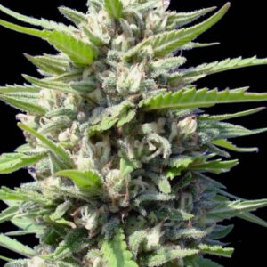 1 UND FEM - NORTHERN LIGHTS AUTOFLORECIENTE * GENEHTIK SEEDS 1 UND FEMINIZADA