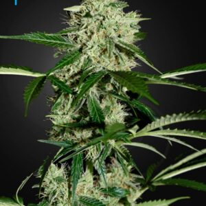10 UND FEM - NORTHERN LIGHTS AUTOFLOWERING * GREEN HOUSE 10 UND FEMINIZADAS