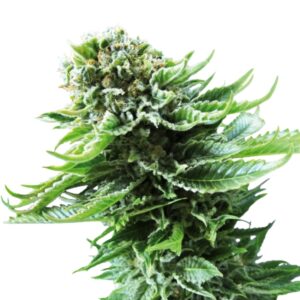10 UND FEM - NORTHERN LIGHTS AUTOMATIC * SENSI SEEDS 10 UND FEMINIZADAS