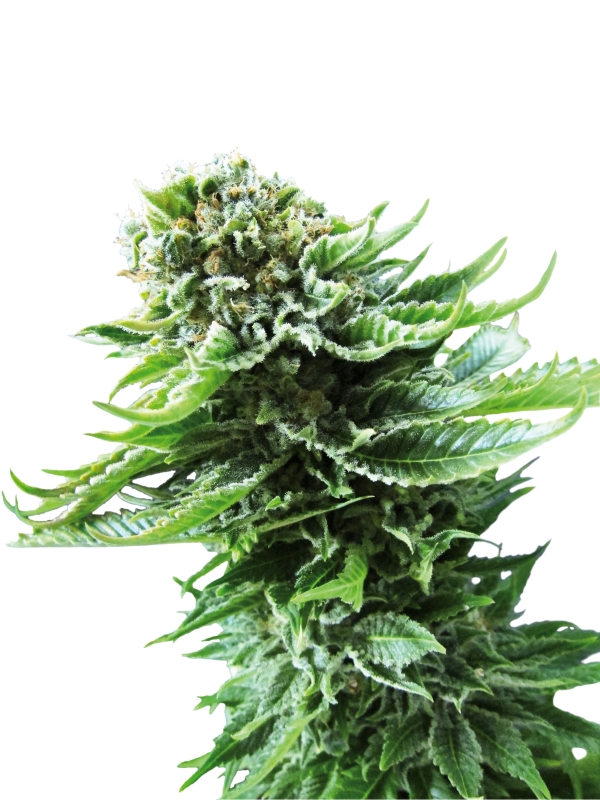 3 UND FEM - NORTHERN LIGHTS AUTOMATIC * SENSI SEEDS 3 UND FEMINIZADAS