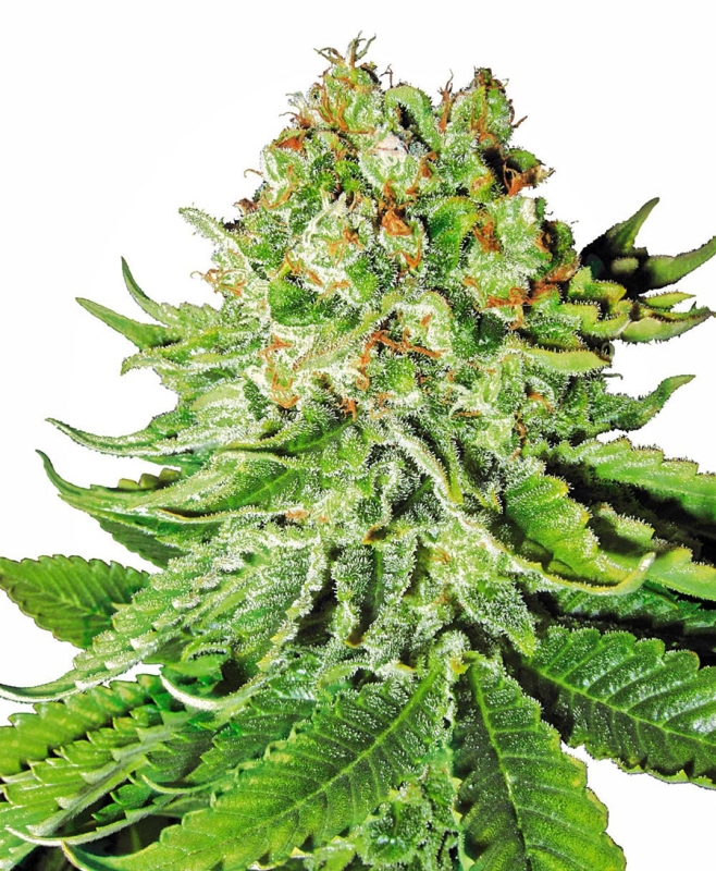 3 UND FEM - NORTHERN LIGHTS AUTOMATIC * SENSI WHITE LABEL 3 FEMINIZADAS UND