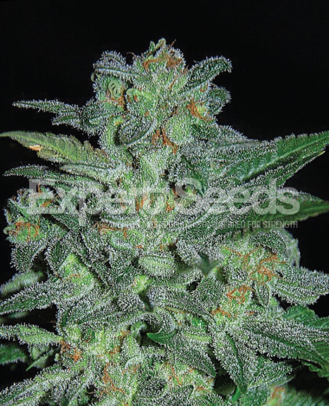 3 UND FEM - NORTHERN LIGHTS * EXPERT 3 UND FEMINIZADAS