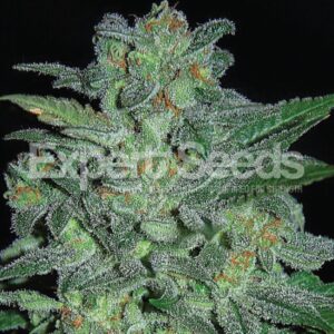 15 UND FEM - NORTHERN LIGHTS * EXPERT SEEDS 15 UND FEMINIZADAS