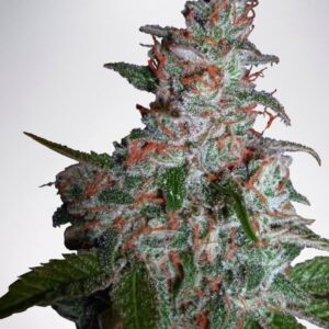 5 UND FEM - NORTHERN LIGHTS MOC * MINISTRY SEEDS 5 UND FEMINIZADAS