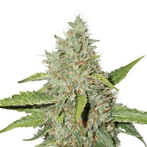 5 UND FEM - NORTHERN LIGHTS * SEEDSTOCKERS 5 UND FEMINIZADAS