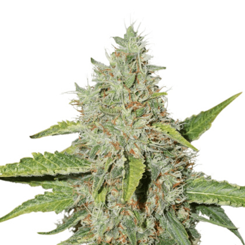 5 UND FEM - NORTHERN LIGHTS * SEEDSTOCKERS 5 UND FEMINIZADAS