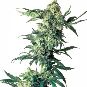 3 UND FEM - NORTHERN LIGHTS ﾮ * SENSI SEEDS 3 UND FEMINIZADAS
