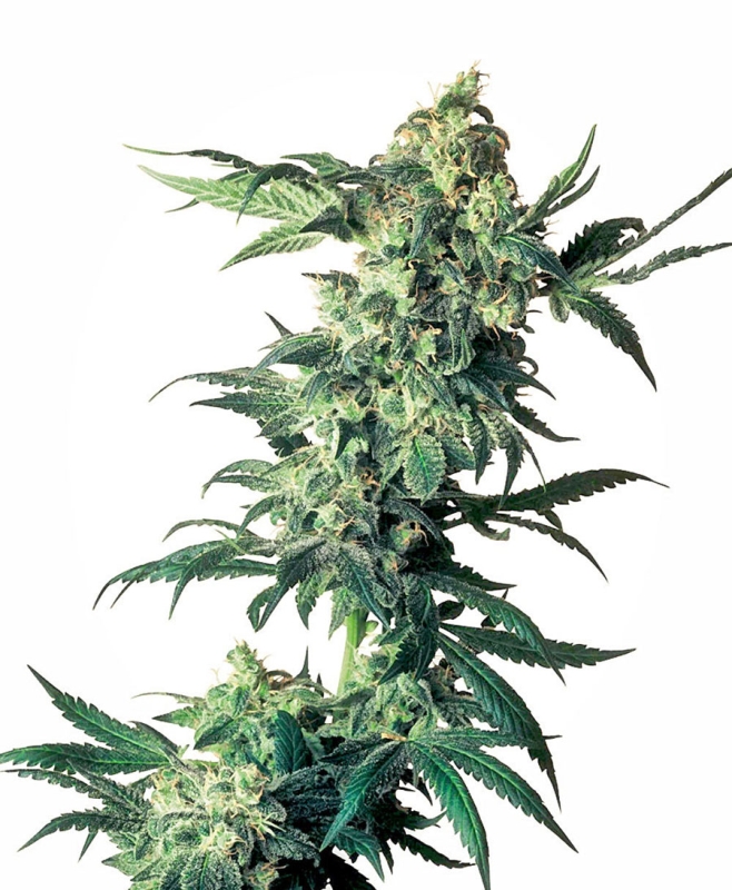 3 UND FEM - NORTHERN LIGHTS ﾮ * SENSI SEEDS 3 UND FEMINIZADAS