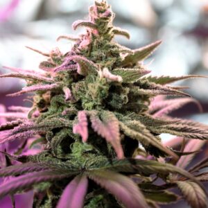 5 UND FEM - NORTHERN LIGHTS X SKUNK * G13 LABS SEEDS 5 FEMINIZADAS