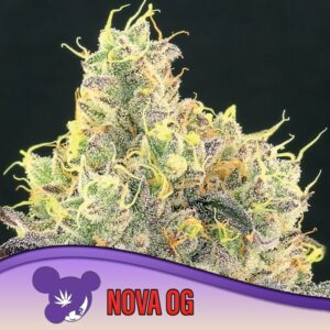 5 UND FEM - NOVA OG * ANESIA SEEDS 5 FEMINIZADAS