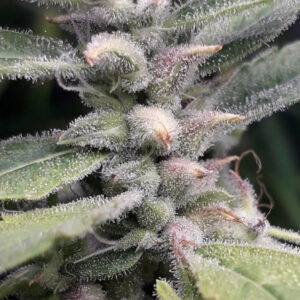 5 UND REG - NUEVA CALEDONIA II * ACE SEEDS 5 UND REGULARES