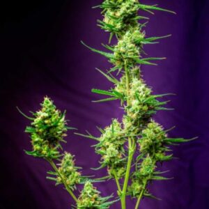 5 UND REG - NURSE JACKIE * HOMEGROWN NATURAL WONDERS 5 UND REGULARES