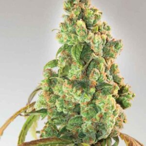 15 UND FEM - NURSE LILLY CBD * EXPERT SEEDS 15 UND FEMINIZADAS