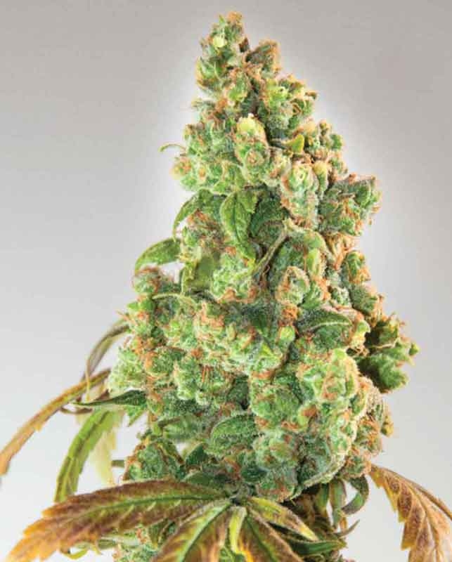 15 UND FEM - NURSE LILLY CBD * EXPERT SEEDS 15 UND FEMINIZADAS