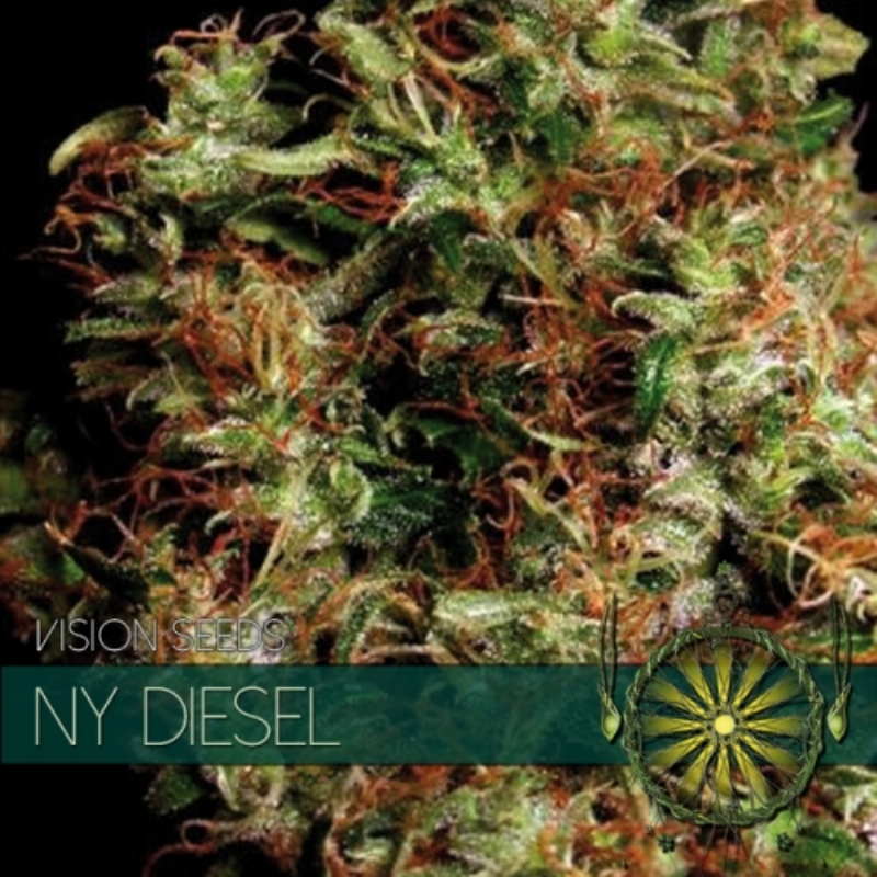 5 UND FEM - NY DIESEL * VISION SEEDS 5 UND FEMINIZADAS