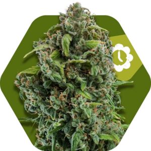 5 UND FEM - NYC DIESEL-AUTO * ZAMBEZA SEEDS 5 UND FEMINIZADAS