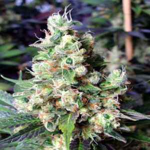 5 UND FEM - NYC DIESEL  * SOMA SEEDS 5 UND FEMINIZADAS