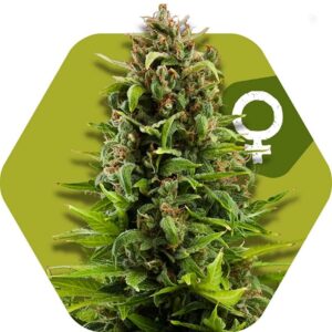 10 UND FEM - NYC DIESEL * ZAMBEZA SEEDS 10 UND FEMINIZADAS