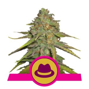 100 UND FEM - O.G. KUSH * ROYAL QUEEN 100 UND FEMINIZADAS