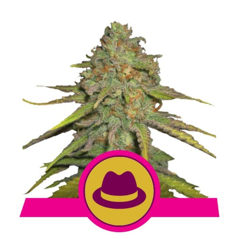 100 UND FEM - O.G. KUSH * ROYAL QUEEN 100 UND FEMINIZADAS