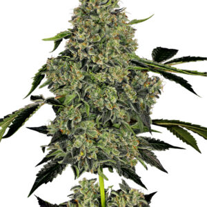 10 UND FEM  - O.G KUSH AUTOMATICA * SENSI WHITE LABEL 10 UND FEMINIZADAS