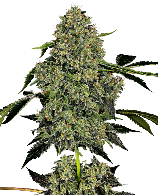 5 UND FEM  - O.G KUSH AUTOMATICA * SENSI WHITE LABEL 5 UND FEMINIZADAS