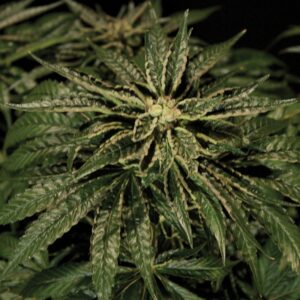5 UND FEM - O.Z. KUSH * THE BULLDOG SEEDS 5 UND FEM