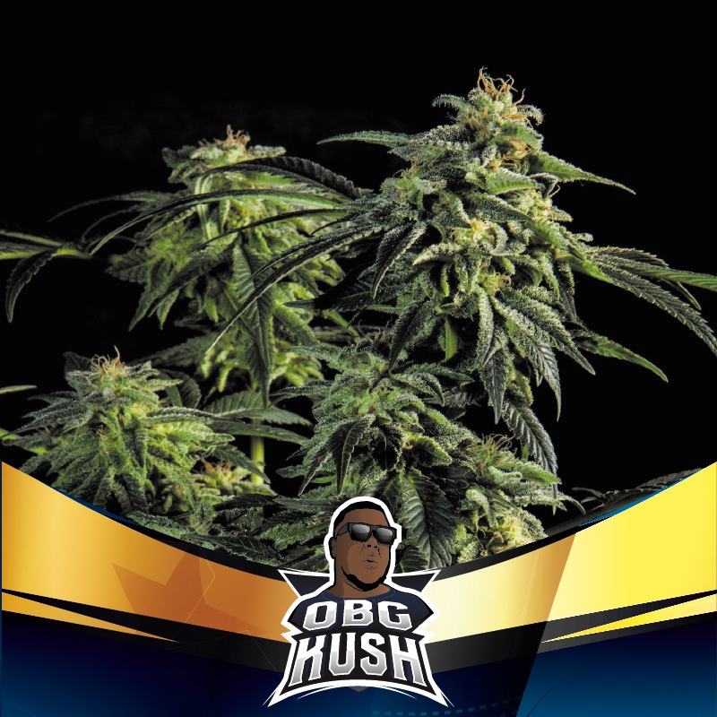 12 UND FEM - OBG KUSH FAST VERSION * BSF SEEDS 12 UND FEMINIZADAS