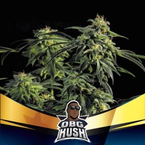 100 UND FEM - OBG KUSH FAST VERSION * BSF SEEDS 100 UND FEMINIZADAS
